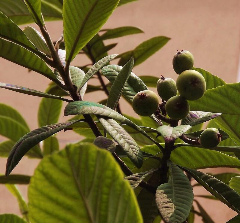 正宗枇杷种子优质枇杷种子当年新采的枇杷种子果树种子