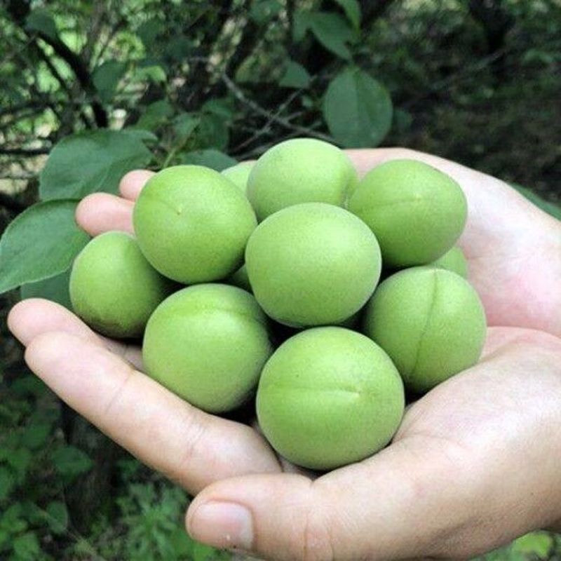 青梅种子新彩青梅种子优质青梅种子青梅果树种子园林绿化