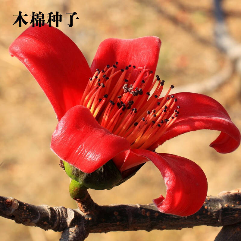美丽异木棉种子木棉花木棉树种子大腹木棉种子新菜木棉种