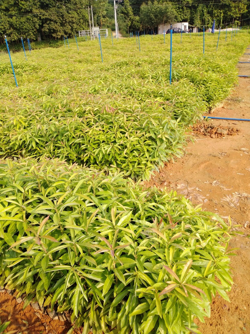 木荷苗自产自销种植基地批发及各种苗木