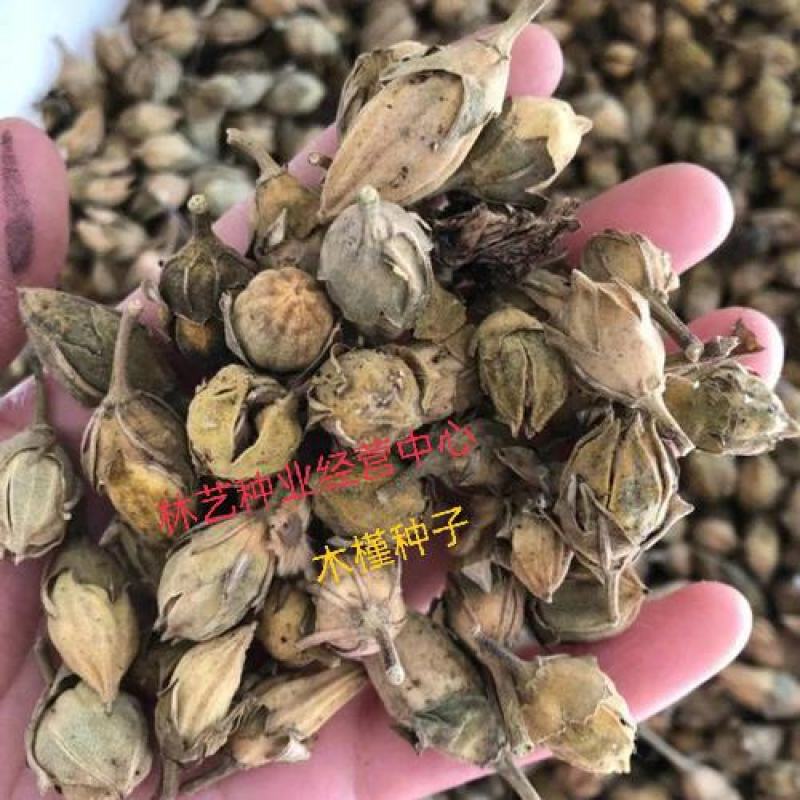 木槿种子新采收木槿树种子红花木槿种子木槿花树种子林木种子
