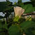 木槿种子新采收木槿树种子红花木槿种子木槿花树种子林木种子