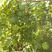 新采文冠果种子文冠果籽精选新采文冠树种子食用野生
