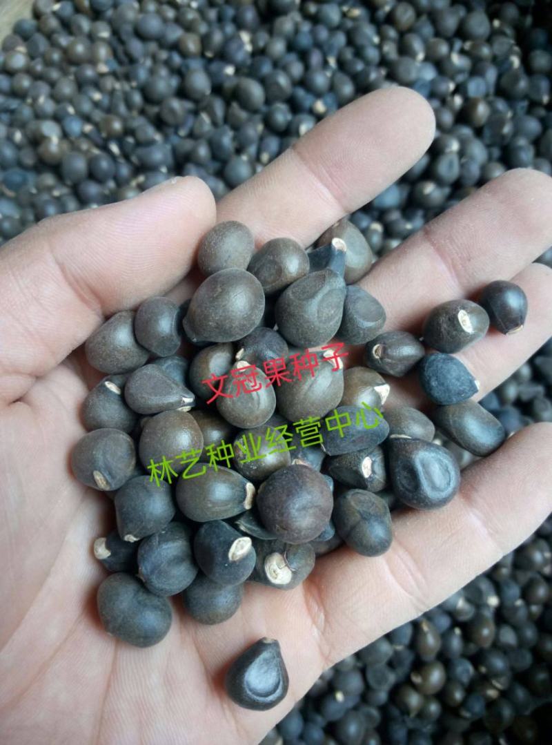 新采文冠果种子文冠果籽精选新采文冠树种子食用野生