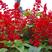 一串红种子矮杆高杆一串红花种籽观赏绿化花期长园林绿化花卉