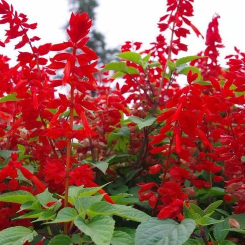 一串红种子矮杆高杆一串红花种籽观赏绿化花期长园林绿化花卉