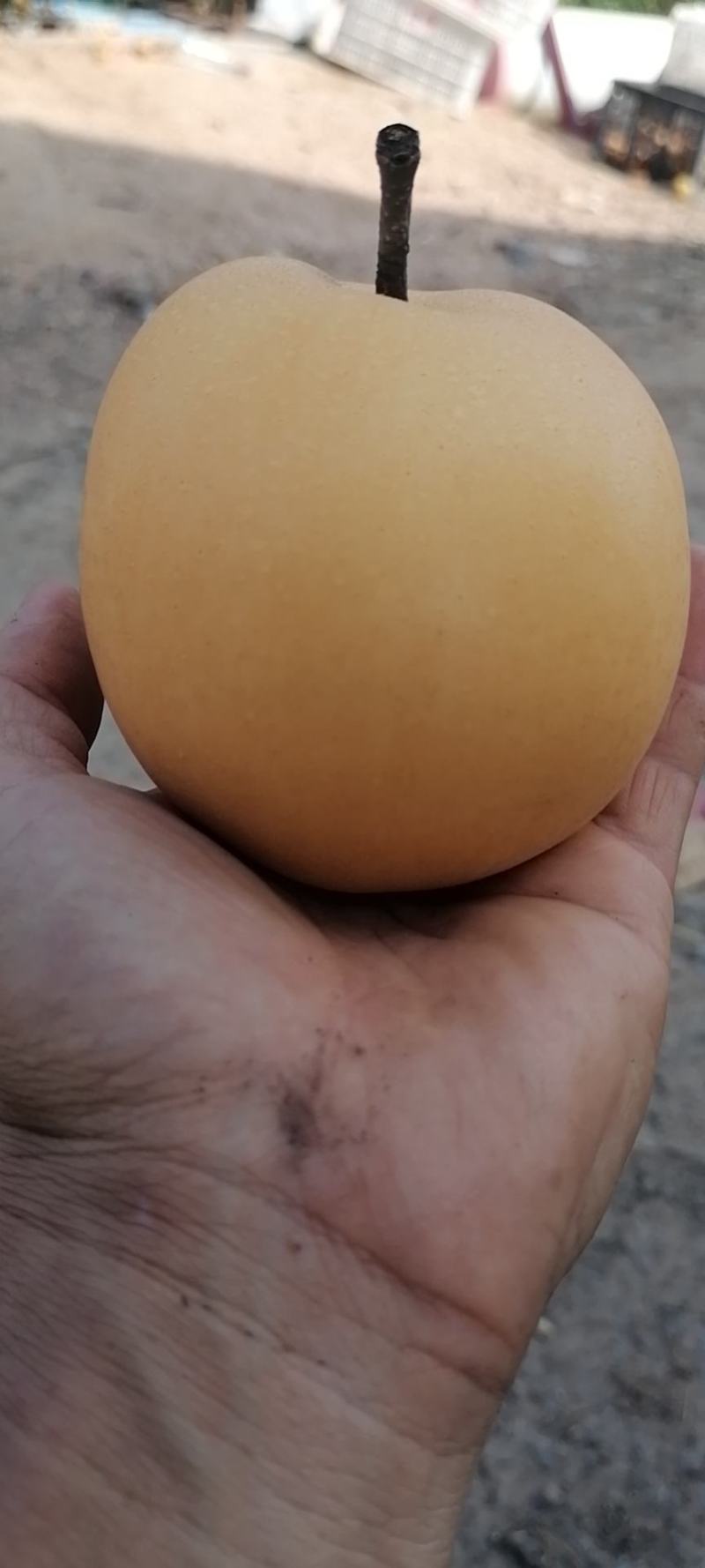 秋月梨