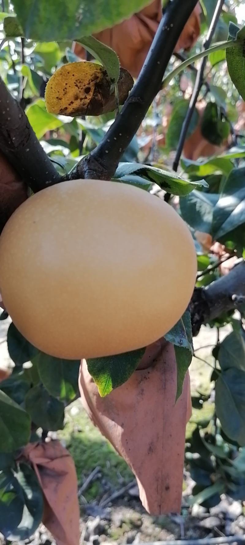 秋月梨