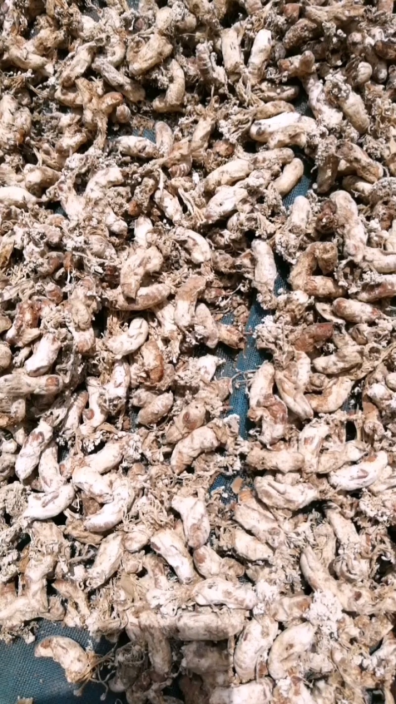 【精品推荐】金蝉花，色白货干饱满无泥巴杂质