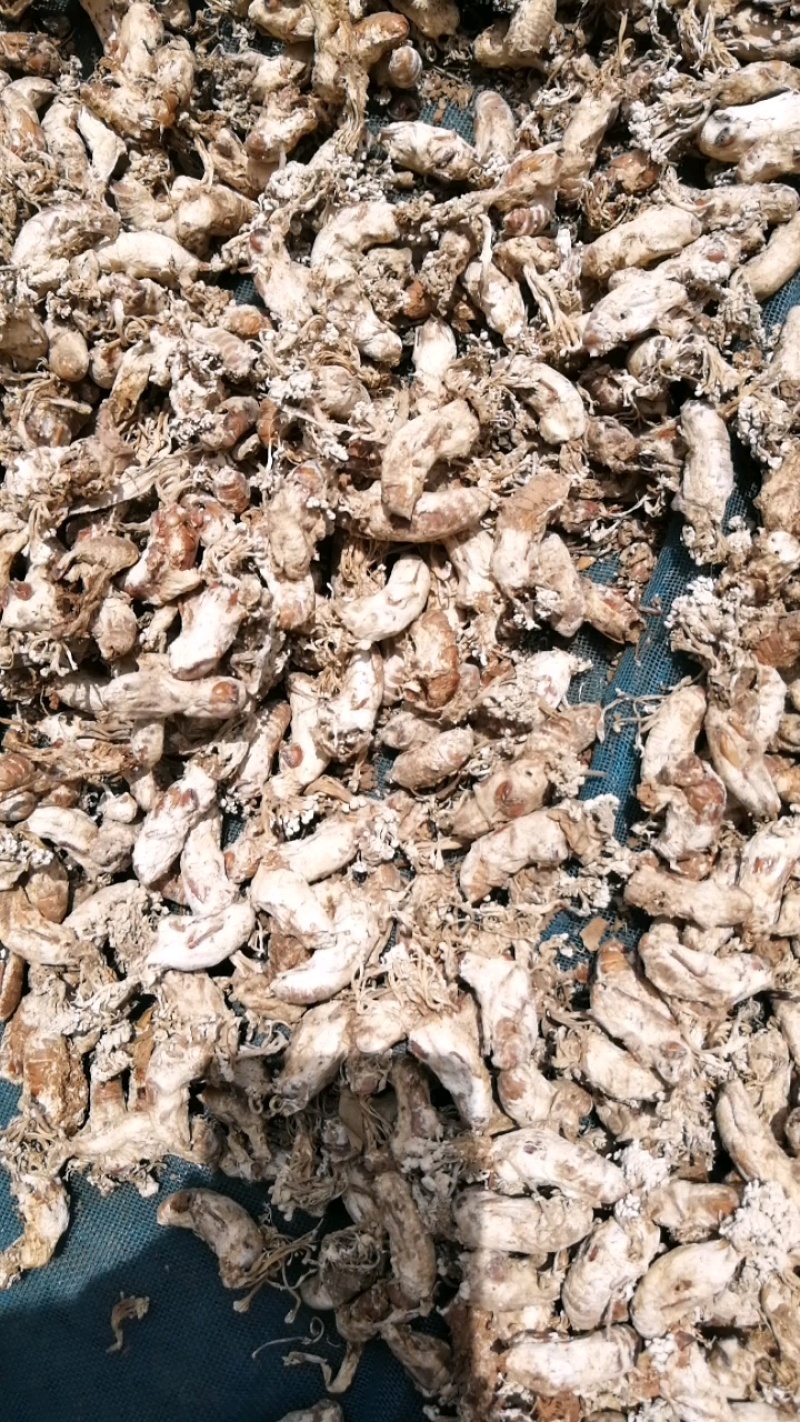 【精品推荐】金蝉花，色白货干饱满无泥巴杂质