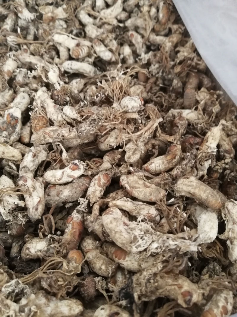 【精品推荐】金蝉花，色白货干饱满无泥巴杂质