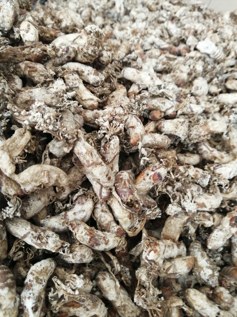【精品推荐】金蝉花，色白货干饱满无泥巴杂质