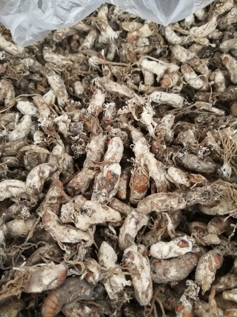 【精品推荐】金蝉花，色白货干饱满无泥巴杂质