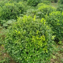 河北金叶榆球河北冬青球河北海棠河北天目琼花