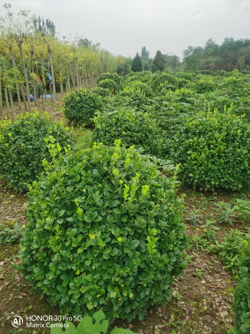 河北金叶榆球河北冬青球河北海棠河北天目琼花