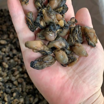福建特产，特级海蛎干，小珠蛎，小小珠，干度好，不会腥