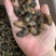 福建特产，特级海蛎干，小珠蛎，小小珠，干度好，不会腥