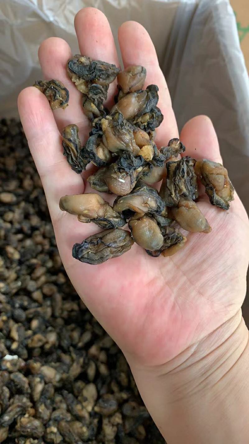 福建特产，特级海蛎干，小珠蛎，小小珠，干度好，不会腥
