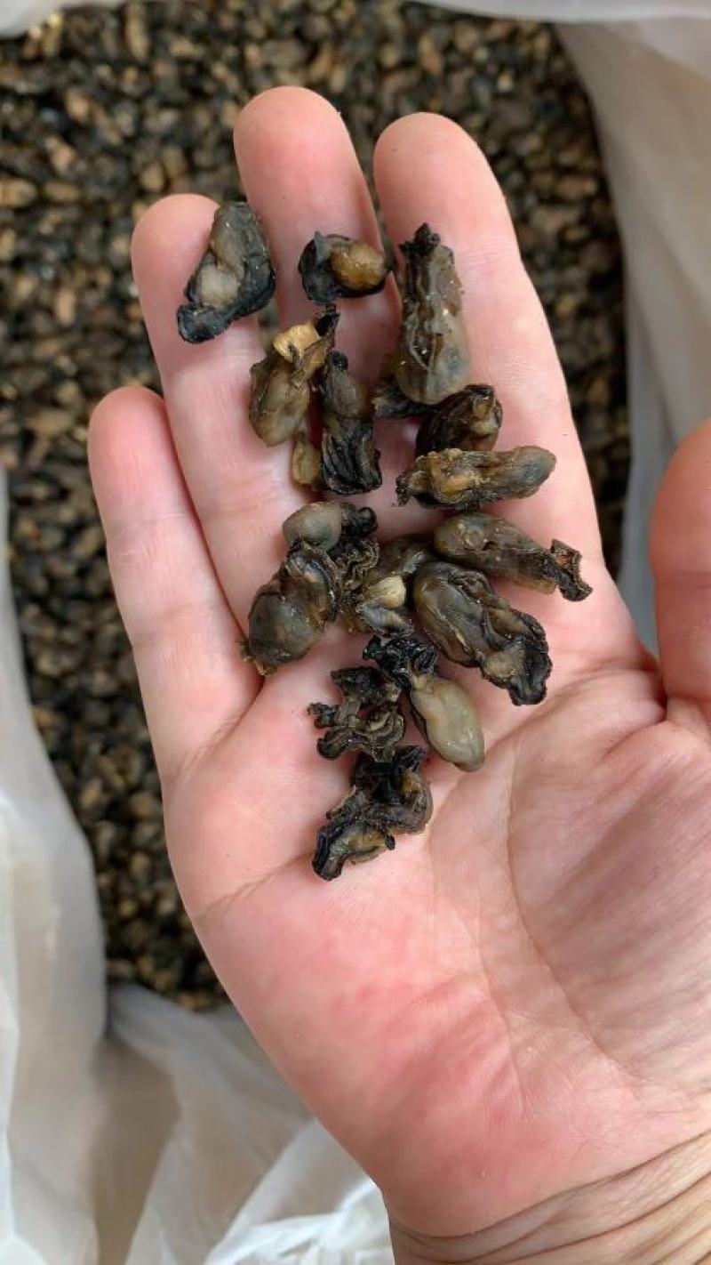 福建特产，特级海蛎干，小珠蛎，小小珠，干度好，不会腥