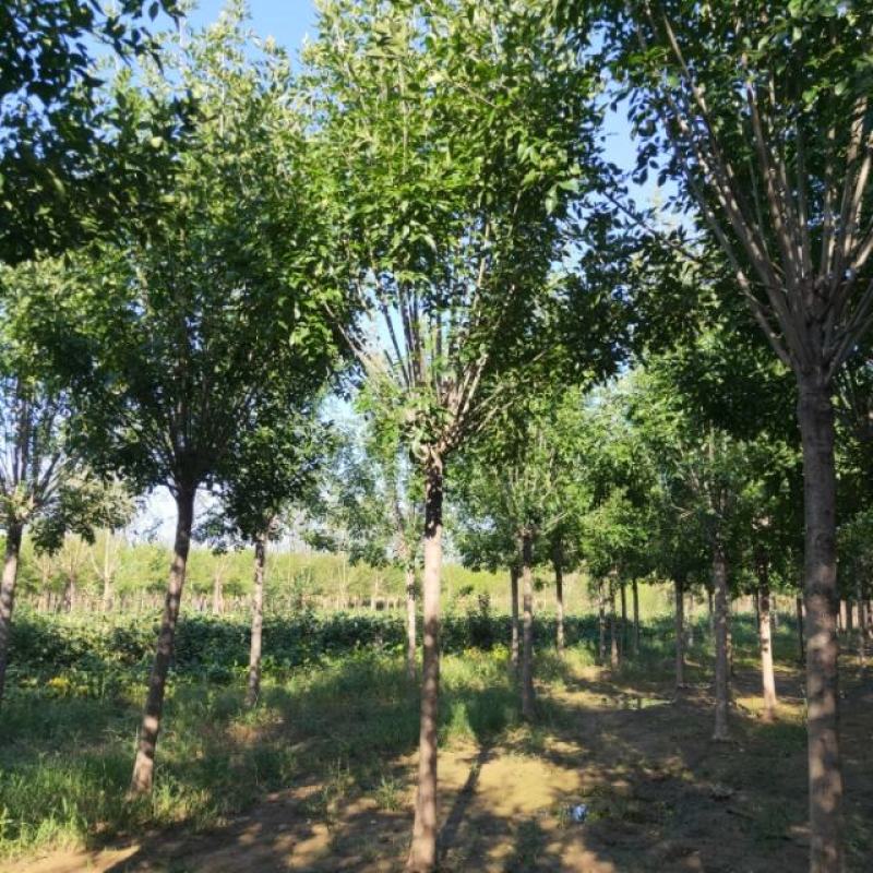 山东省郓城白蜡基地绿化苗木白蜡树货优量足物美价廉欢迎联系