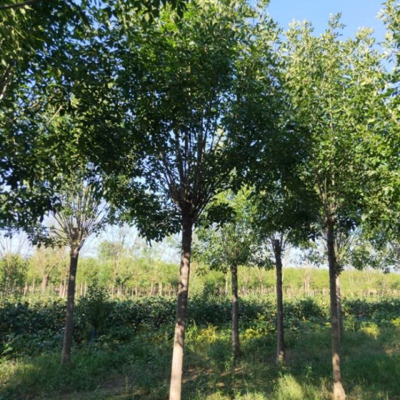 山东省郓城白蜡基地绿化苗木白蜡树货优量足物美价廉欢迎联系