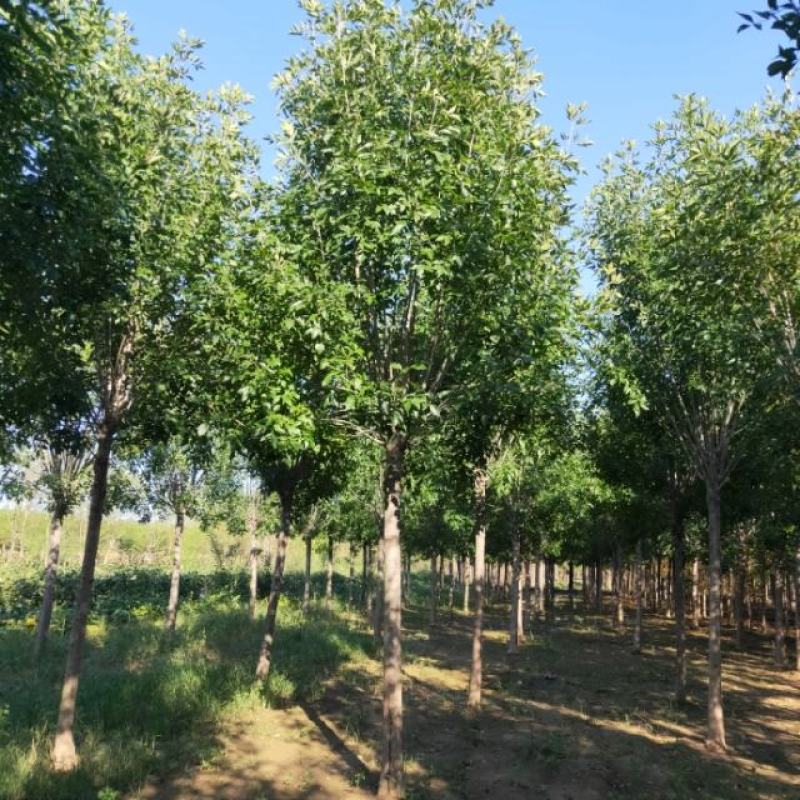 山东省郓城白蜡基地绿化苗木白蜡树货优量足物美价廉欢迎联系