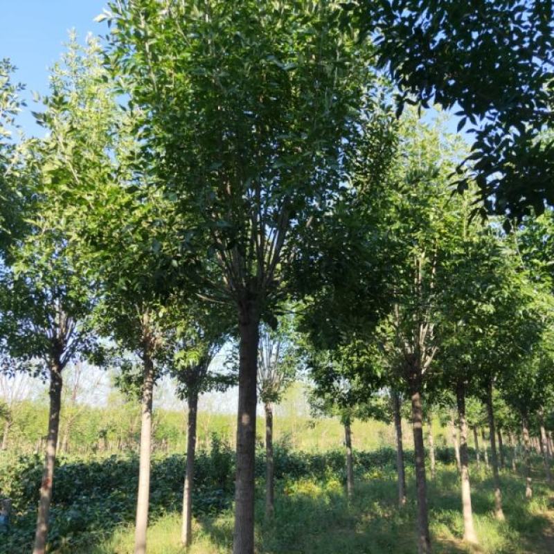 山东省郓城白蜡基地绿化苗木白蜡树货优量足物美价廉欢迎联系