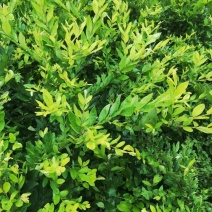 河北金叶水蜡，河北金叶水蜡厂家直销，河北金叶水蜡基地