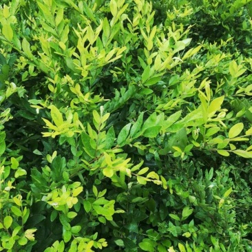 河北金叶水蜡，河北金叶水蜡厂家直销，河北金叶水蜡基地