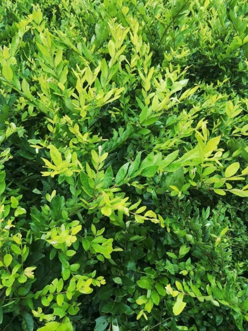 河北金叶水蜡，河北金叶水蜡厂家直销，河北金叶水蜡基地