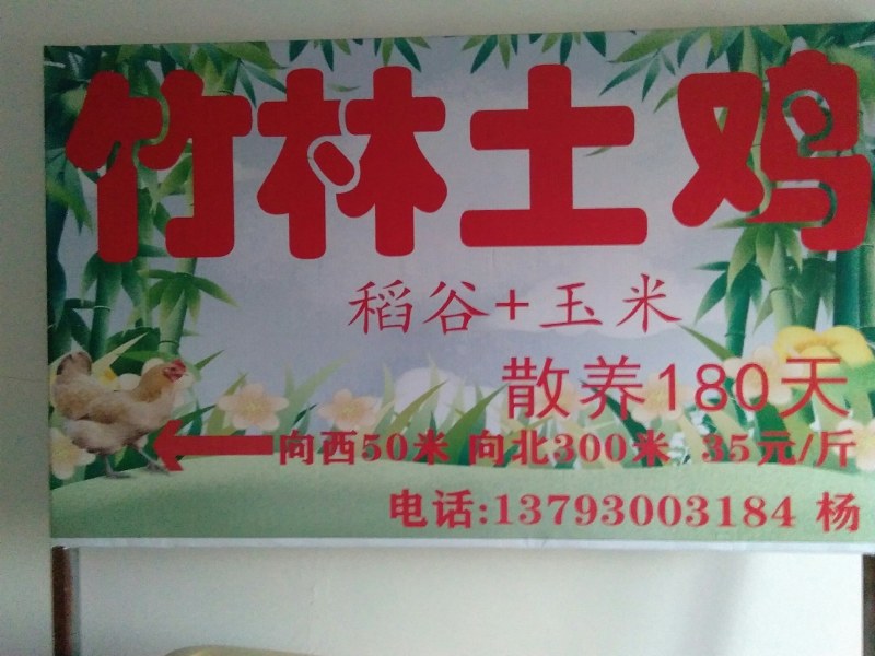 树林土鸡，稻谷加玉米，散养六个月，数百亩碧根果树林。