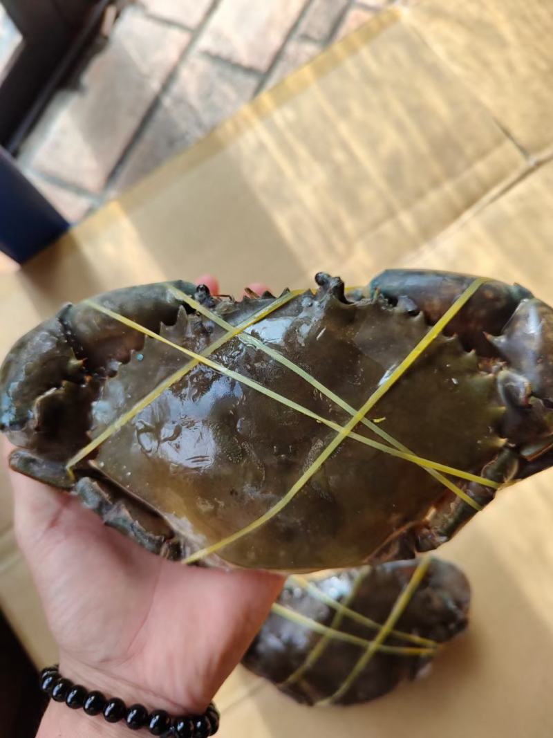 活冻膏蟹