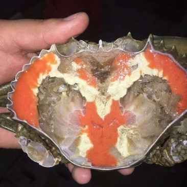 活冻膏蟹
