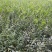河北水蜡，水蜡杯苗厂家直销，水蜡大田苗基地