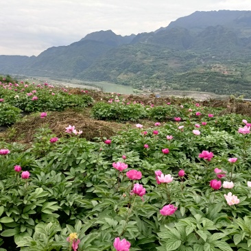 我基地有150亩白芍，现可出售