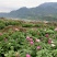我基地有150亩白芍，现可出售