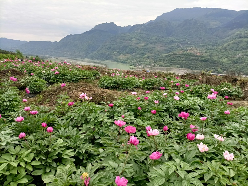 我基地有150亩白芍，现可出售