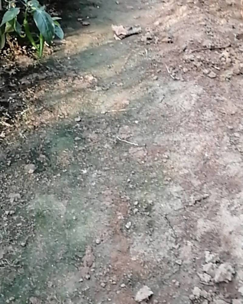 岀租土地600亩