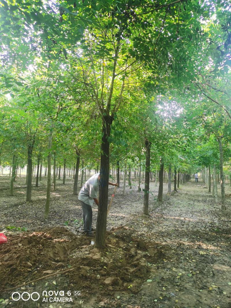 山东榆树金叶榆，规格齐全，自家苗圃欢迎咨询