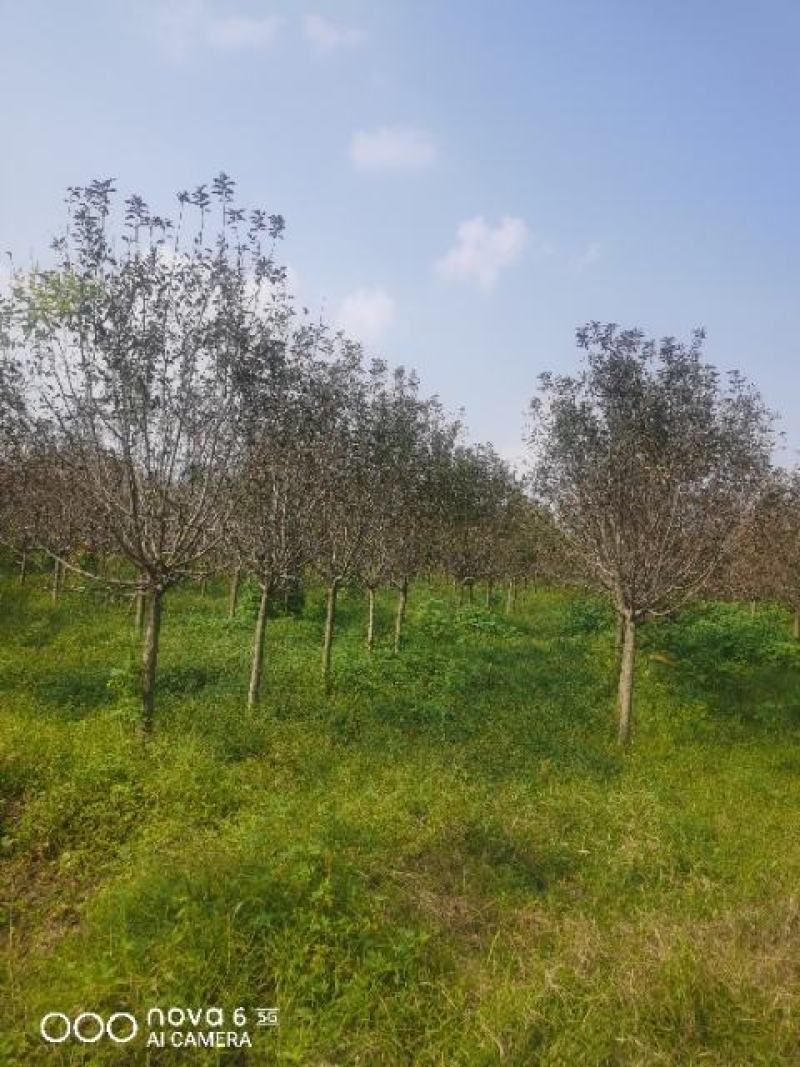 山东聊城冠县北美海棠5--15公分，自有基地，产地直发