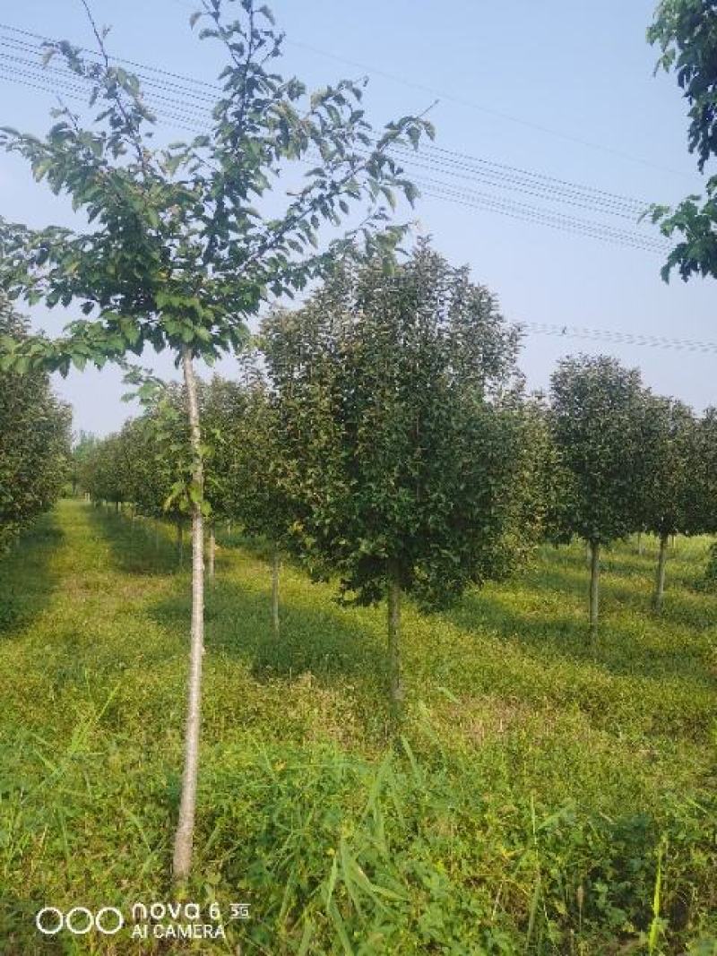 山东聊城冠县北美海棠5--15公分，自有基地，产地直发