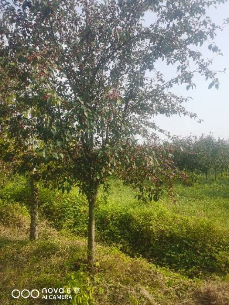 山东聊城冠县北美海棠5--15公分，自有基地，产地直发