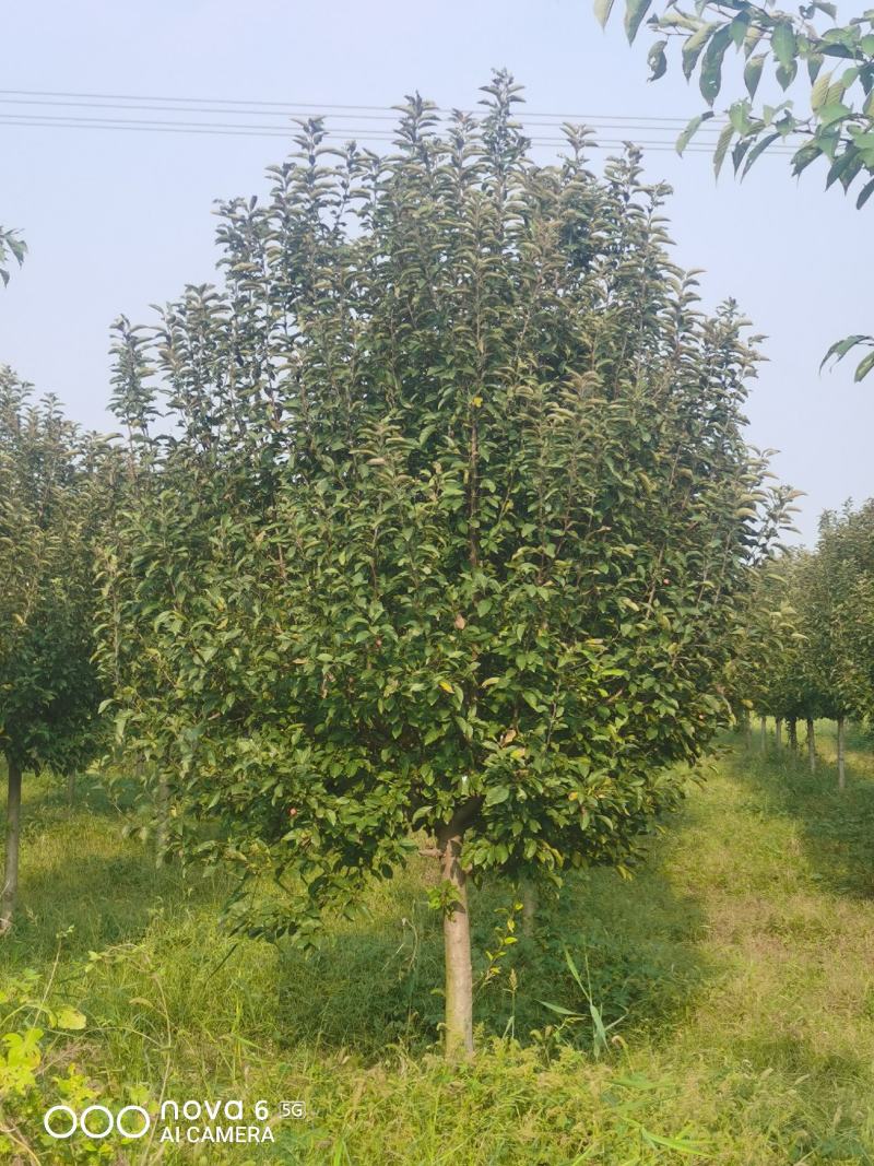 山东聊城冠县北美海棠5--15公分，自有基地，产地直发