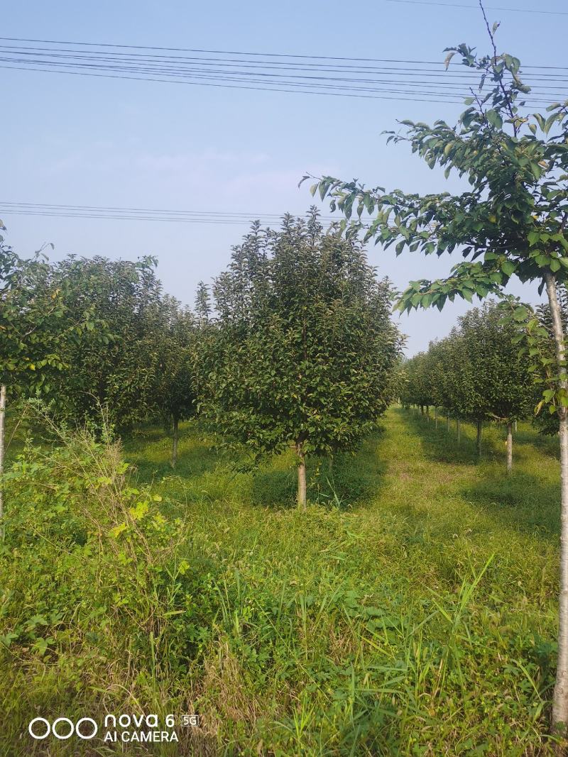 山东聊城冠县北美海棠5--15公分，自有基地，产地直发