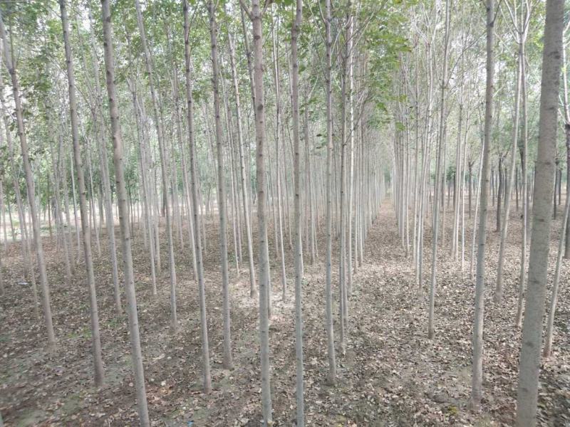 速生白蜡，白蜡树2公分4公分6公分8公分10公分15公分