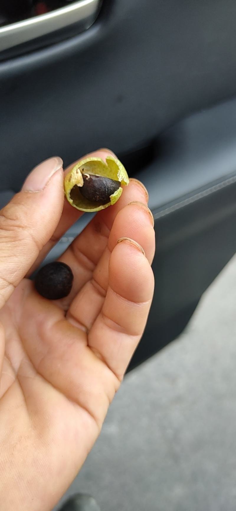2021年高产新油茶籽上市。