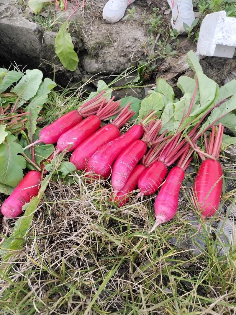 基地红皮箩卜将大量上市，根条皮色都保证品质，随行就市