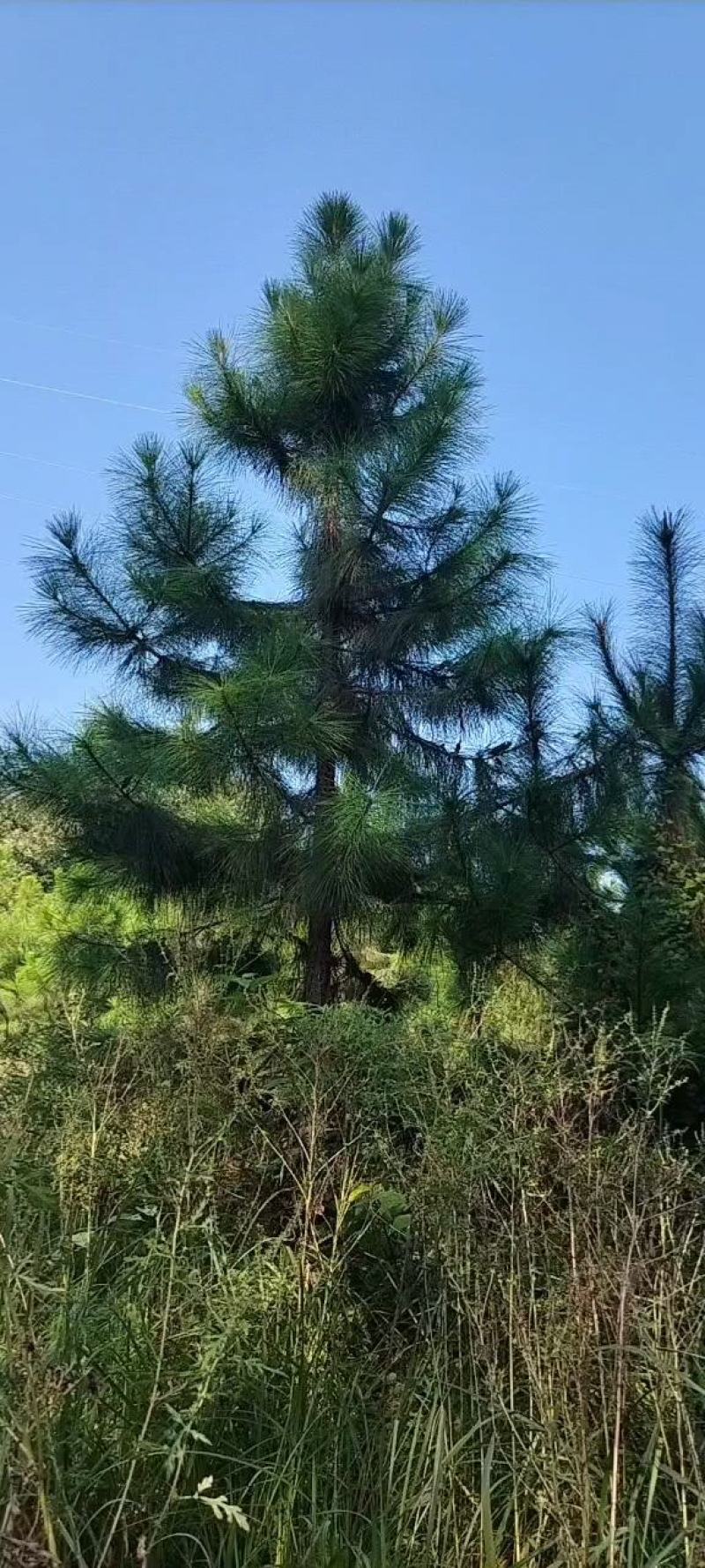 基地直发1米高湿地松杯苗2米湿地松湿地松大杯苗