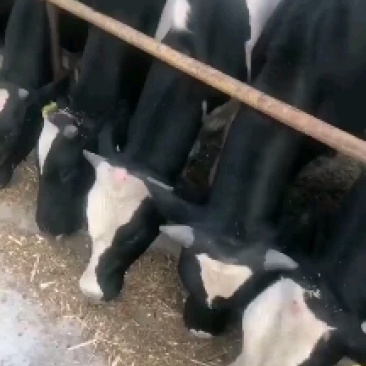 肉牛黄牛西门塔尔可代养有养殖场，有需要的可以了解