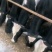 肉牛黄牛西门塔尔可代养有养殖场，有需要的可以了解